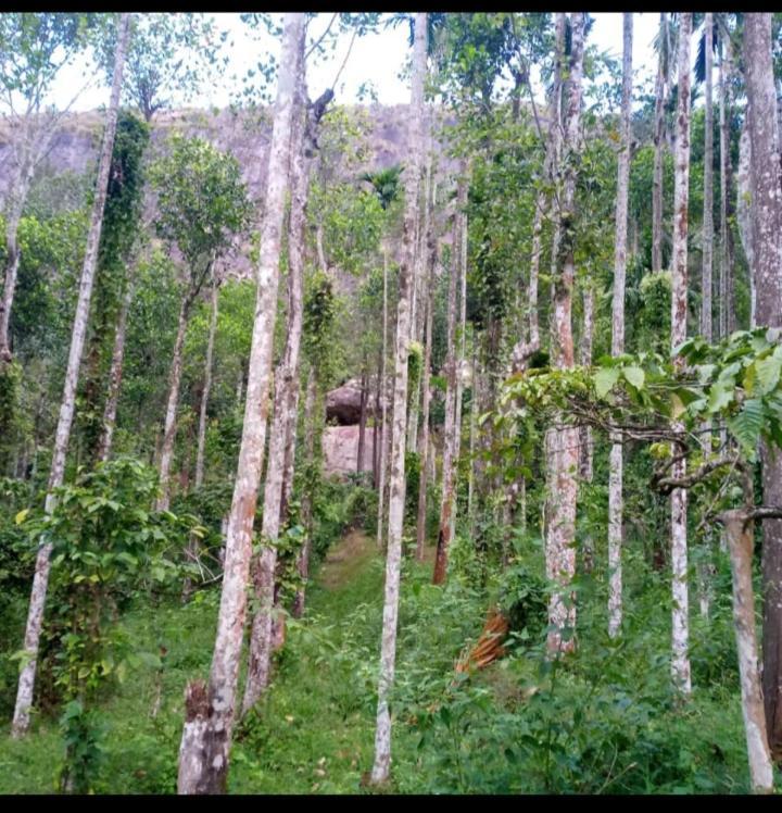 维特利Wayanad Snow Vibes别墅 外观 照片